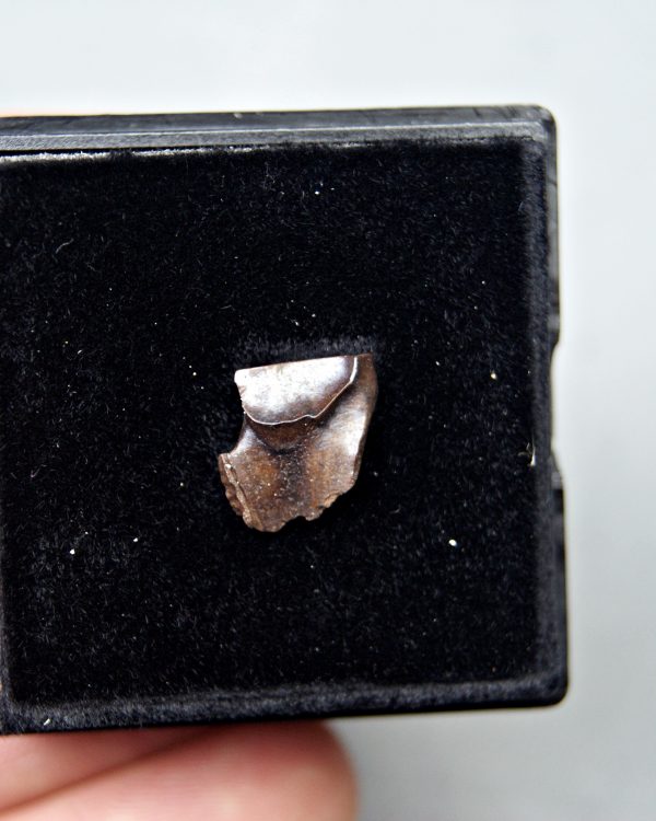 Triceratops horridus