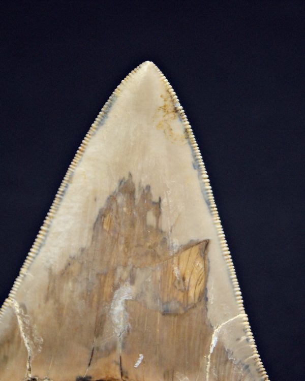 Otodus megalodon Java, Indonesia