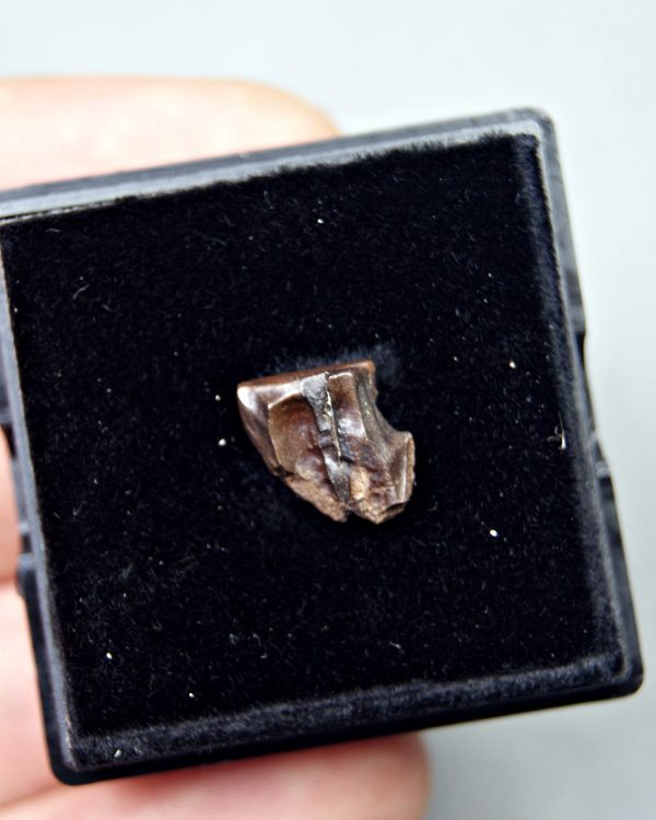 Triceratops horridus