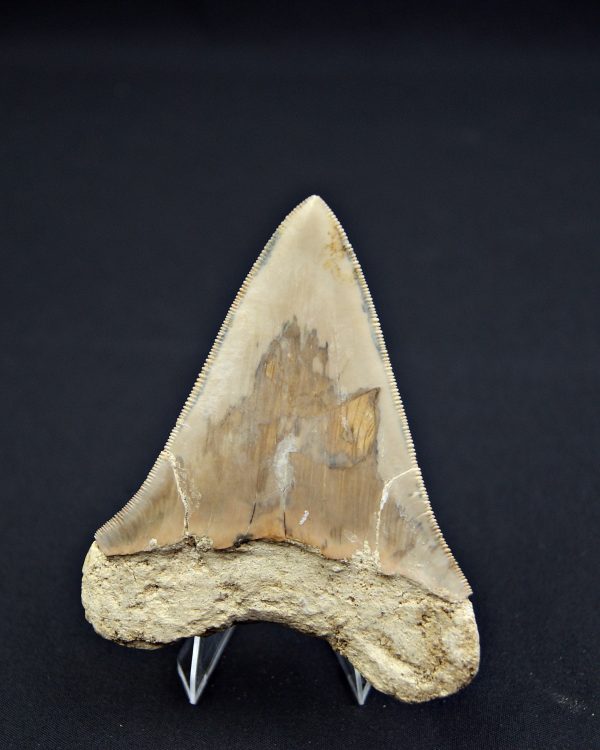 Otodus megalodon Java, Indonesia
