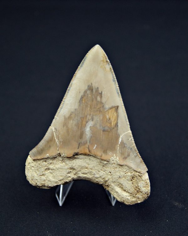 Otodus megalodon Java, Indonesia