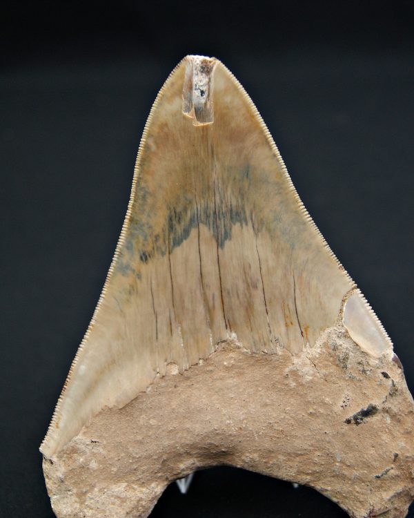 Diente gris azulado megalodon