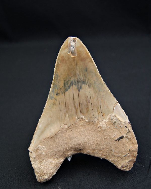 Diente gris azulado megalodon