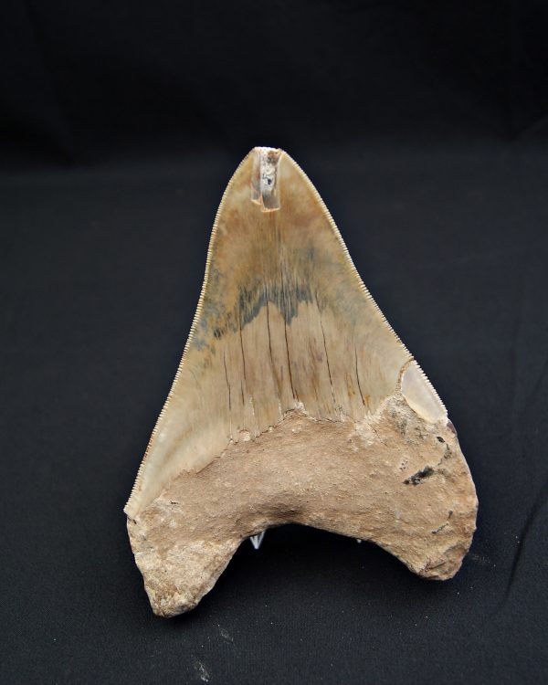 Diente gris azulado megalodon