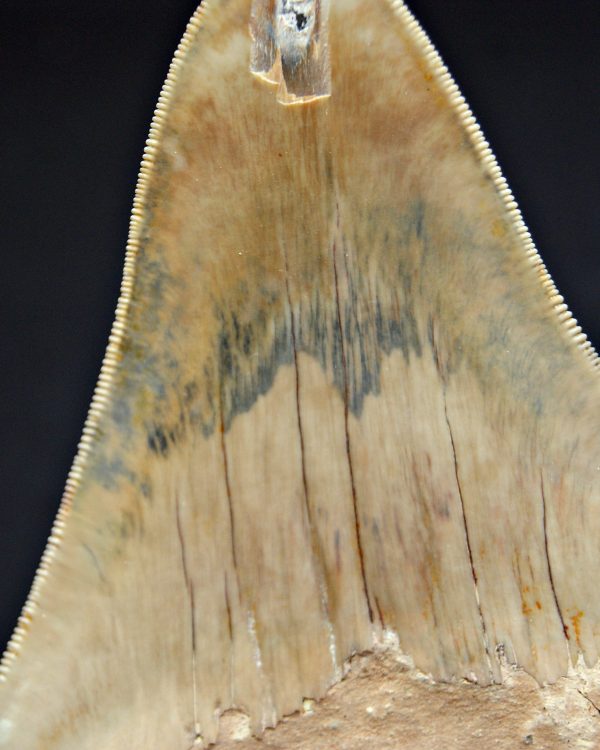 Diente gris azulado megalodon