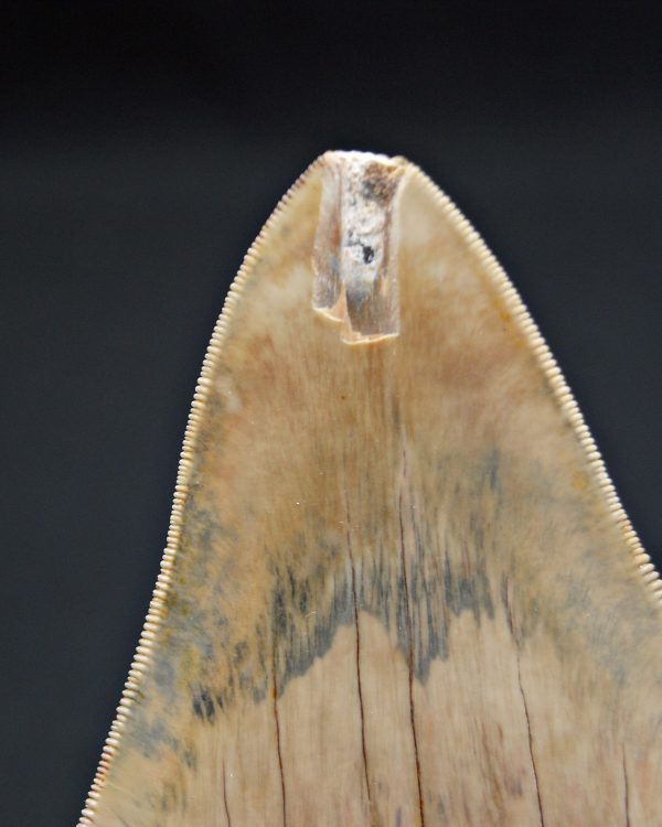 Diente gris azulado megalodon