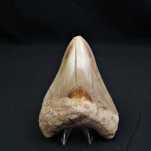 Diente gris azulado megalodon