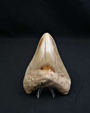 Diente gris azulado megalodon