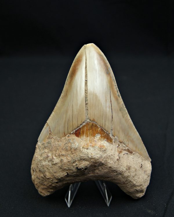 Diente gris azulado megalodon