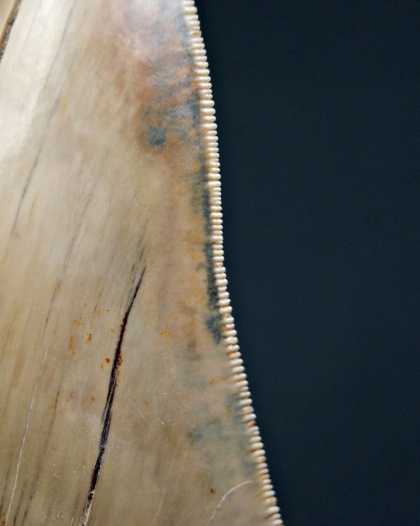 Diente gris azulado megalodon