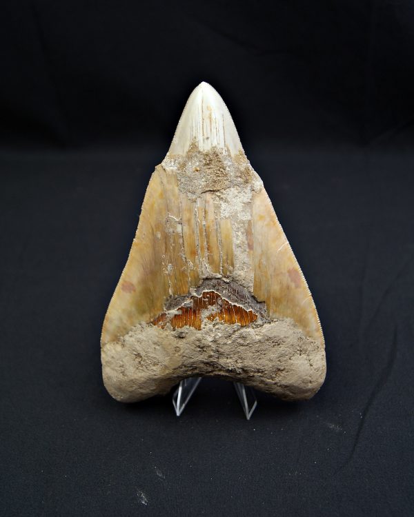 Megalodon restaurado – 14,7 cm,