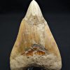 Megalodon restaurado – 14,7 cm,