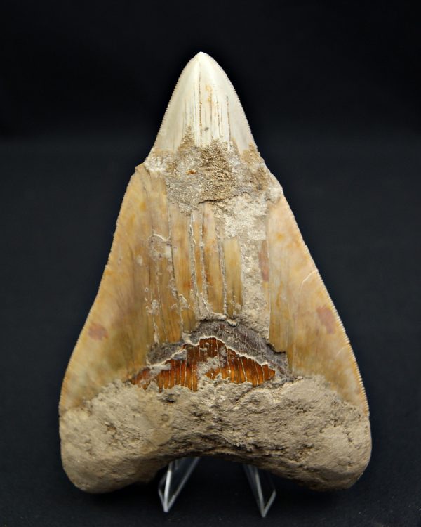 Megalodon restaurado – 14,7 cm,
