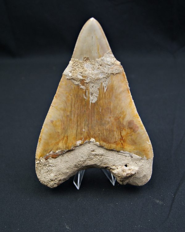 Megalodon restaurado – 14,7 cm,