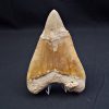 Megalodon restaurado – 14,7 cm,