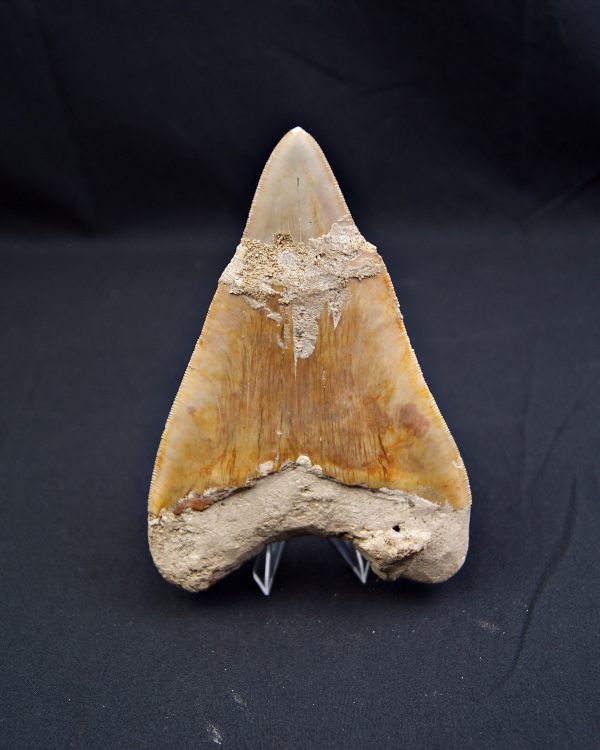 Megalodon restaurado – 14,7 cm,