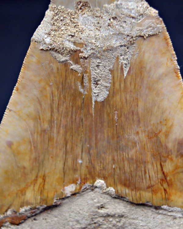 Megalodon restaurado – 14,7 cm,