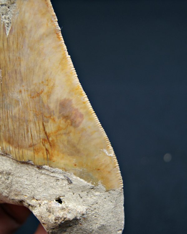 Megalodon restaurado – 14,7 cm,
