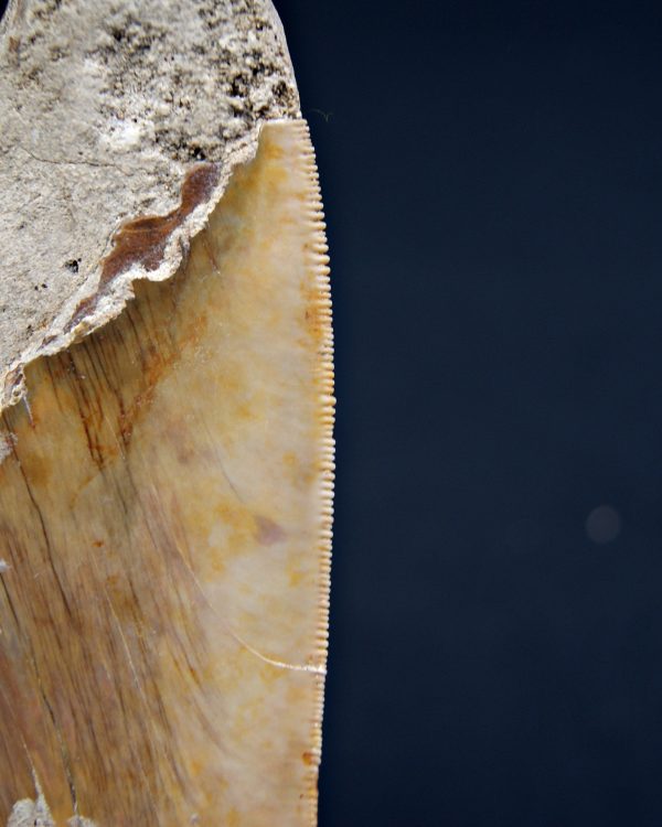 Megalodon restaurado – 14,7 cm,