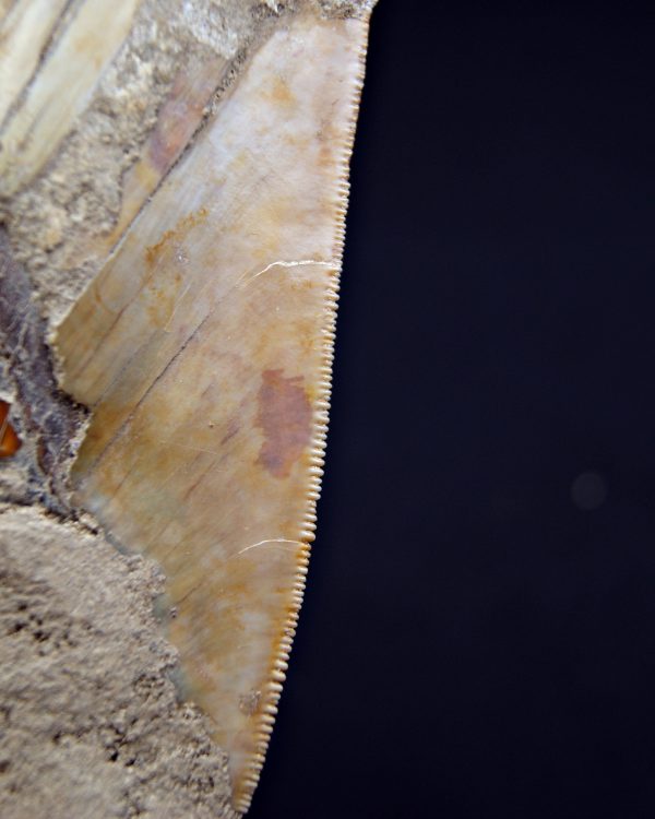 Megalodon restaurado – 14,7 cm,