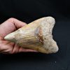 Megalodon restaurado – 14,7 cm,