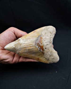 Megalodon restaurado – 14,7 cm,