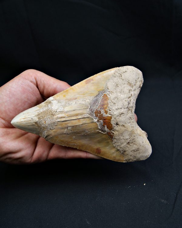 Megalodon restaurado – 14,7 cm,