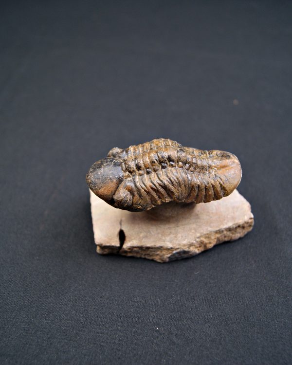 Trilobite Reedops en semi vuelo.