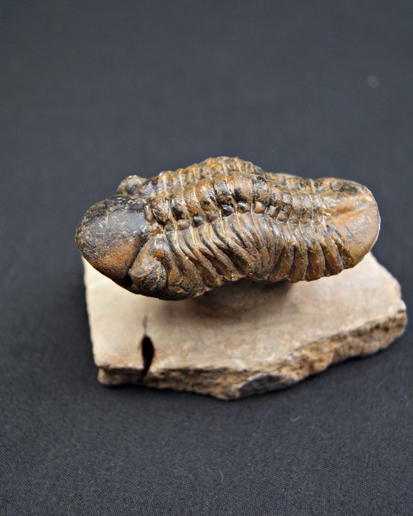 Trilobite Reedops en semi vuelo.