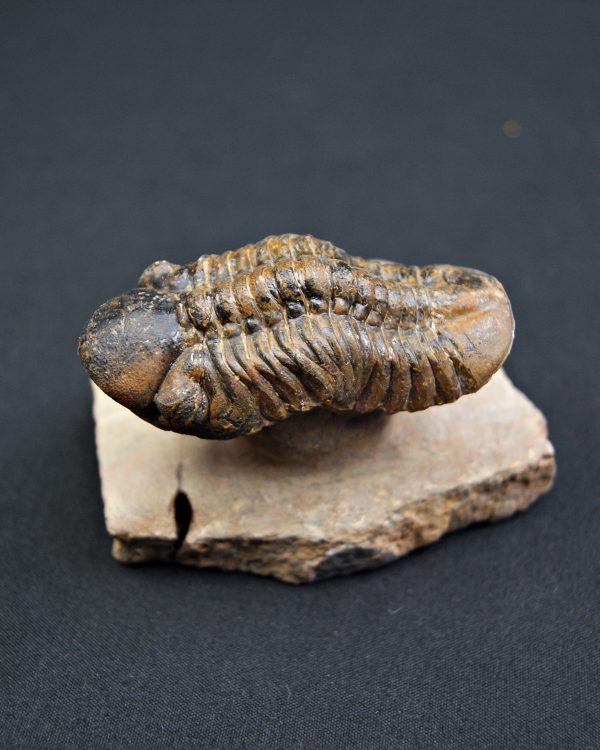 Trilobite Reedops en semi vuelo.