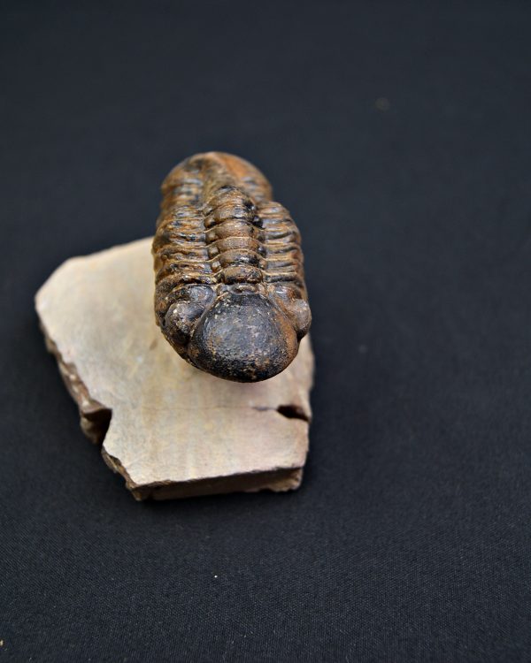 Trilobite Reedops en semi vuelo.