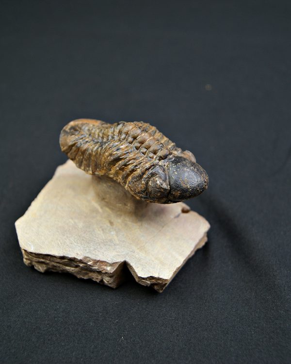 Trilobite Reedops en semi vuelo.