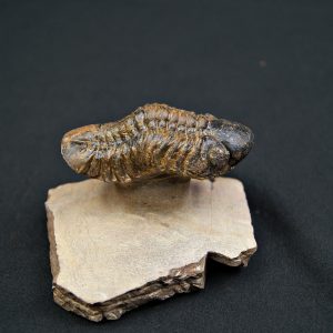 Trilobite Reedops en semi vuelo.