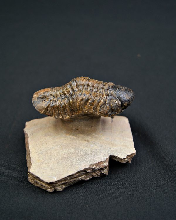 Trilobite Reedops en semi vuelo.