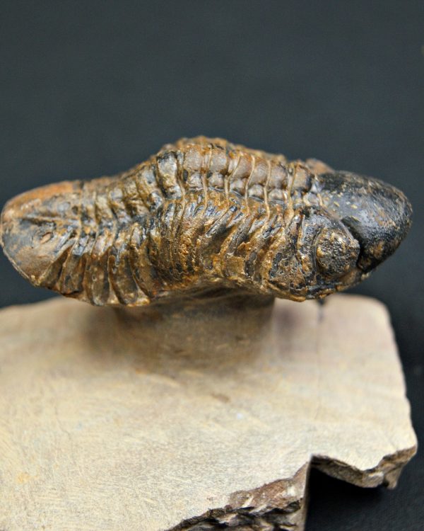 Trilobite Reedops en semi vuelo.