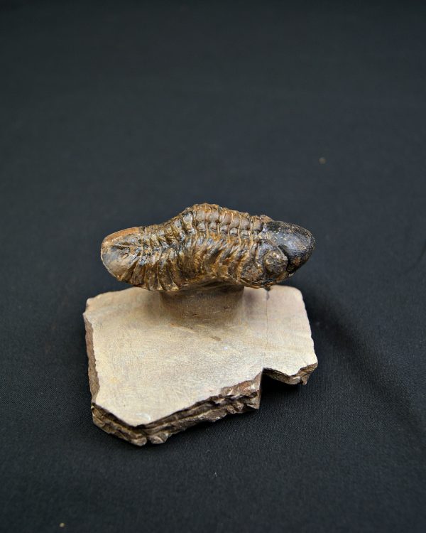 Trilobite Reedops en semi vuelo.