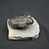 Trilobite Hollardops mesocristata