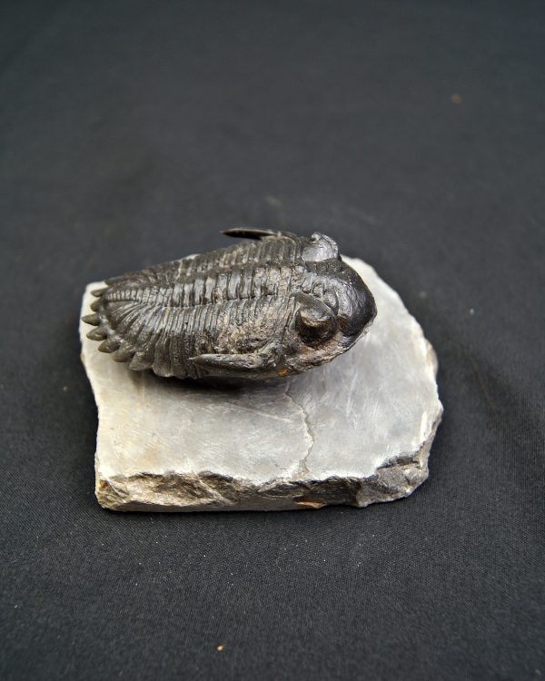 Trilobite Hollardops mesocristata