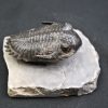 Trilobite Hollardops mesocristata