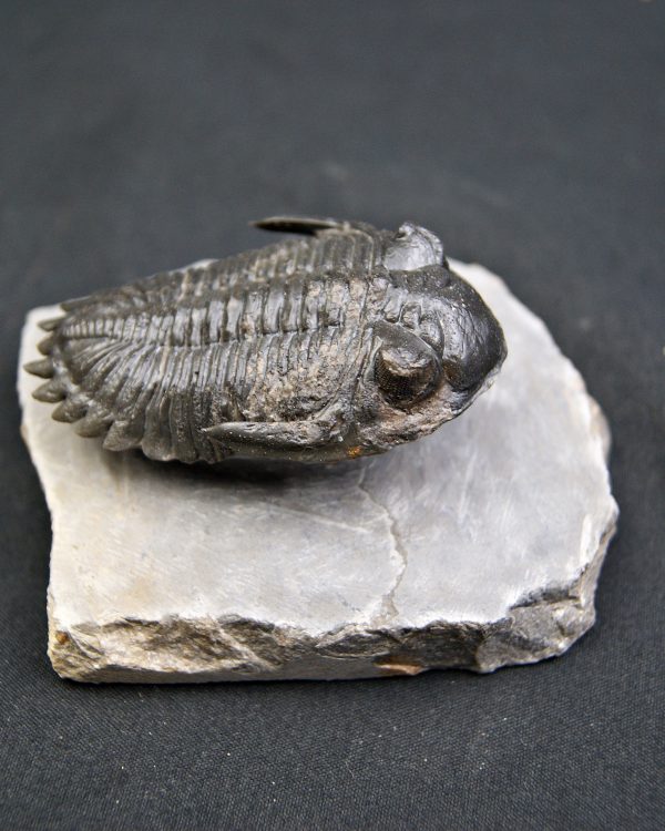 Trilobite Hollardops mesocristata