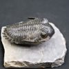 Trilobite Hollardops mesocristata