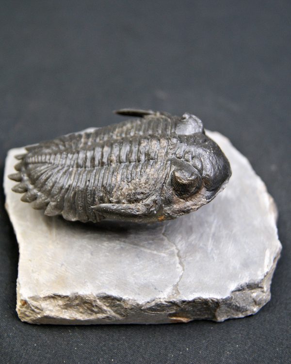 Trilobite Hollardops mesocristata