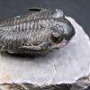 Trilobite Hollardops mesocristata