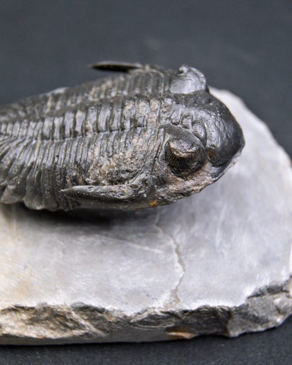 Trilobite Hollardops mesocristata