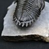 Trilobite Hollardops mesocristata