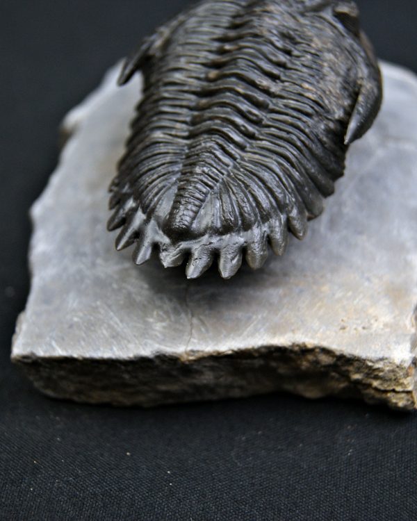 Trilobite Hollardops mesocristata