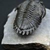 Trilobite Hollardops mesocristata