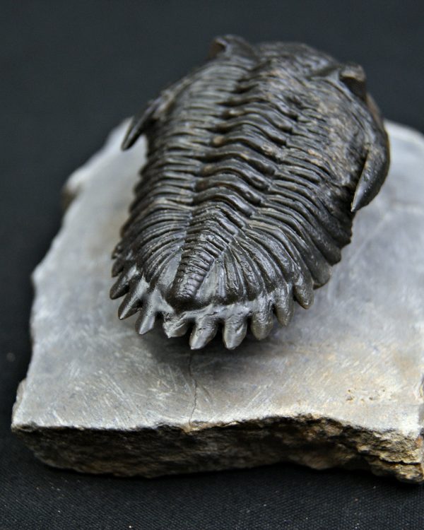Trilobite Hollardops mesocristata