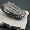 Trilobite Hollardops mesocristata