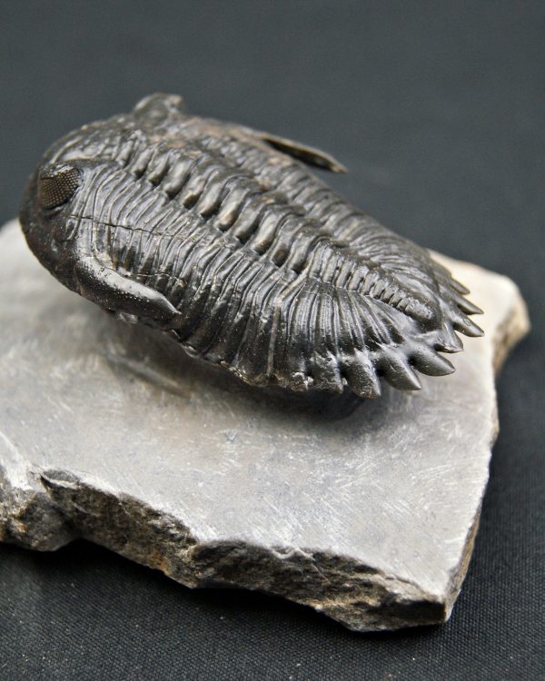 Trilobite Hollardops mesocristata